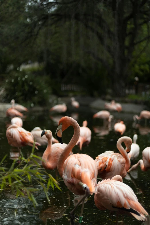 the group of flamingos are standing around in the water