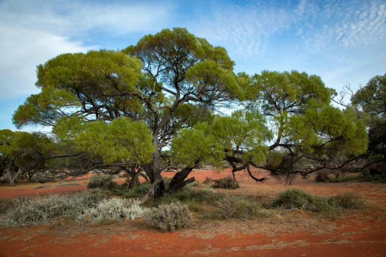 some trees in a dirt area and bushes