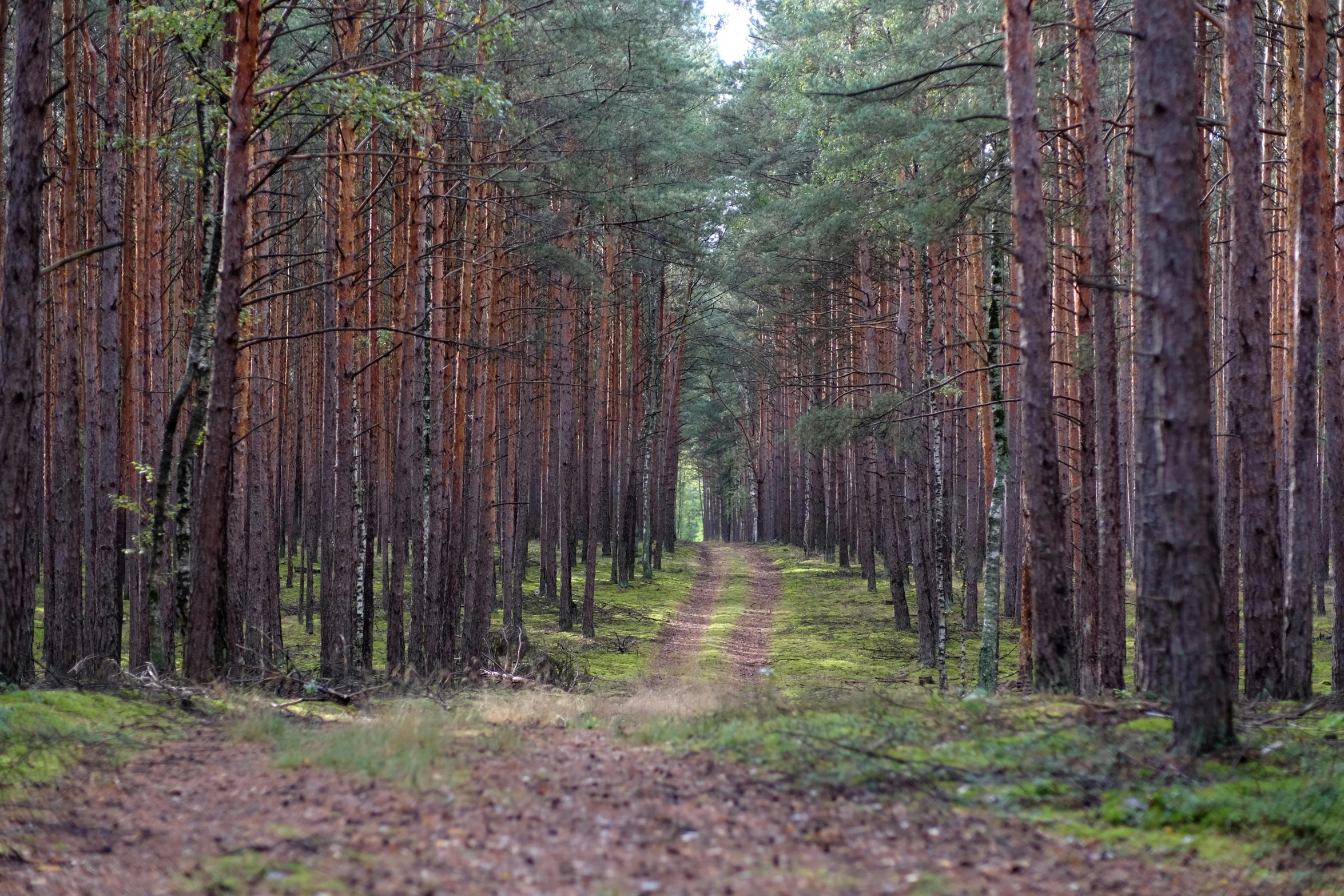 trees line the path between the forest