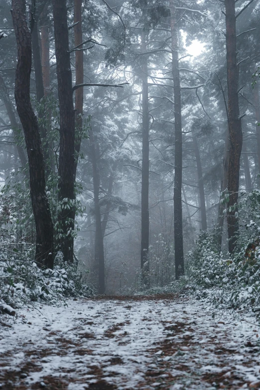 a path through a snow covered forest in the fall