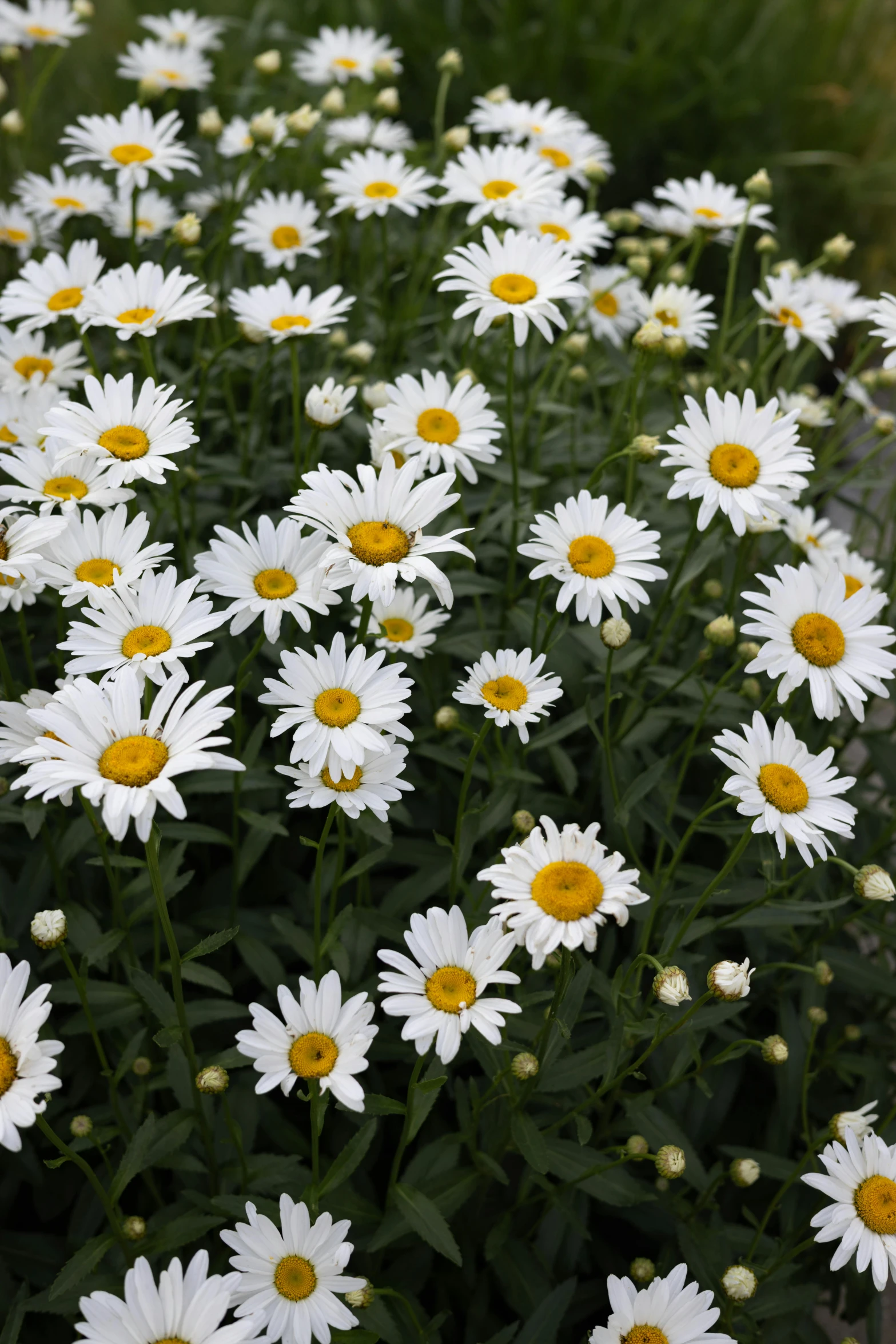 a close up of many flowers in the grass