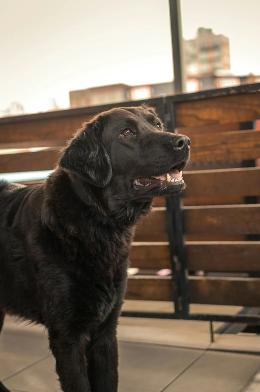 the dog is standing outside near the wooden bench