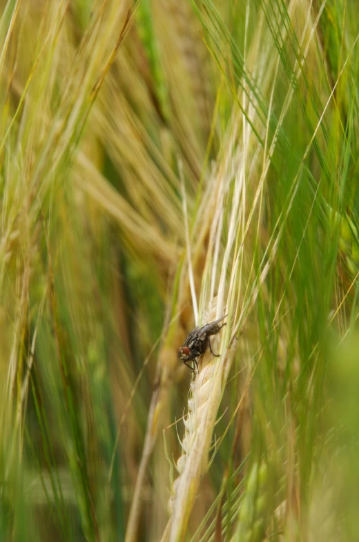 an insect on a nch in the grass