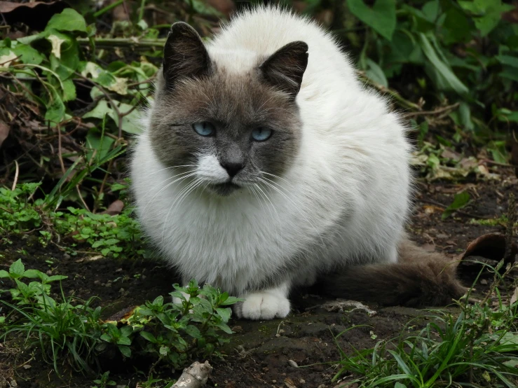 a cat sitting in some grass on the ground