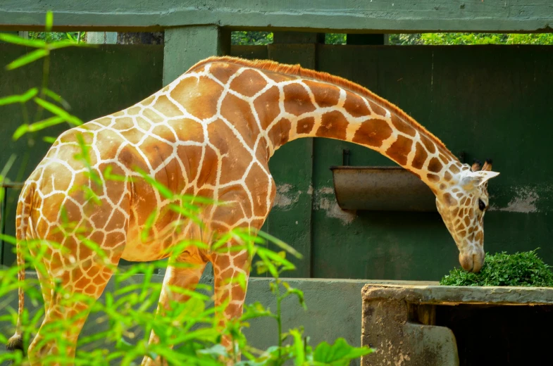 a tall giraffe eating from a trough in its pen