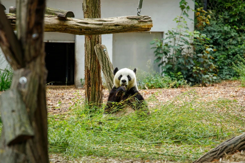 an adult panda bear is sitting on the grass