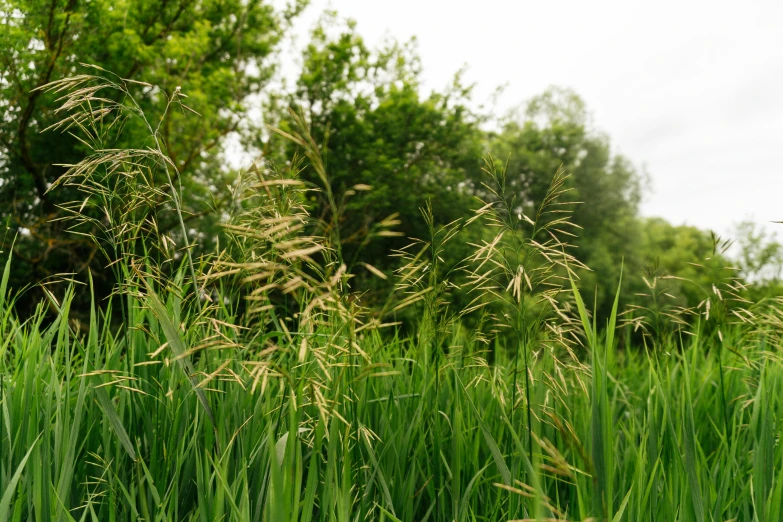 tall grass and trees sit next to each other