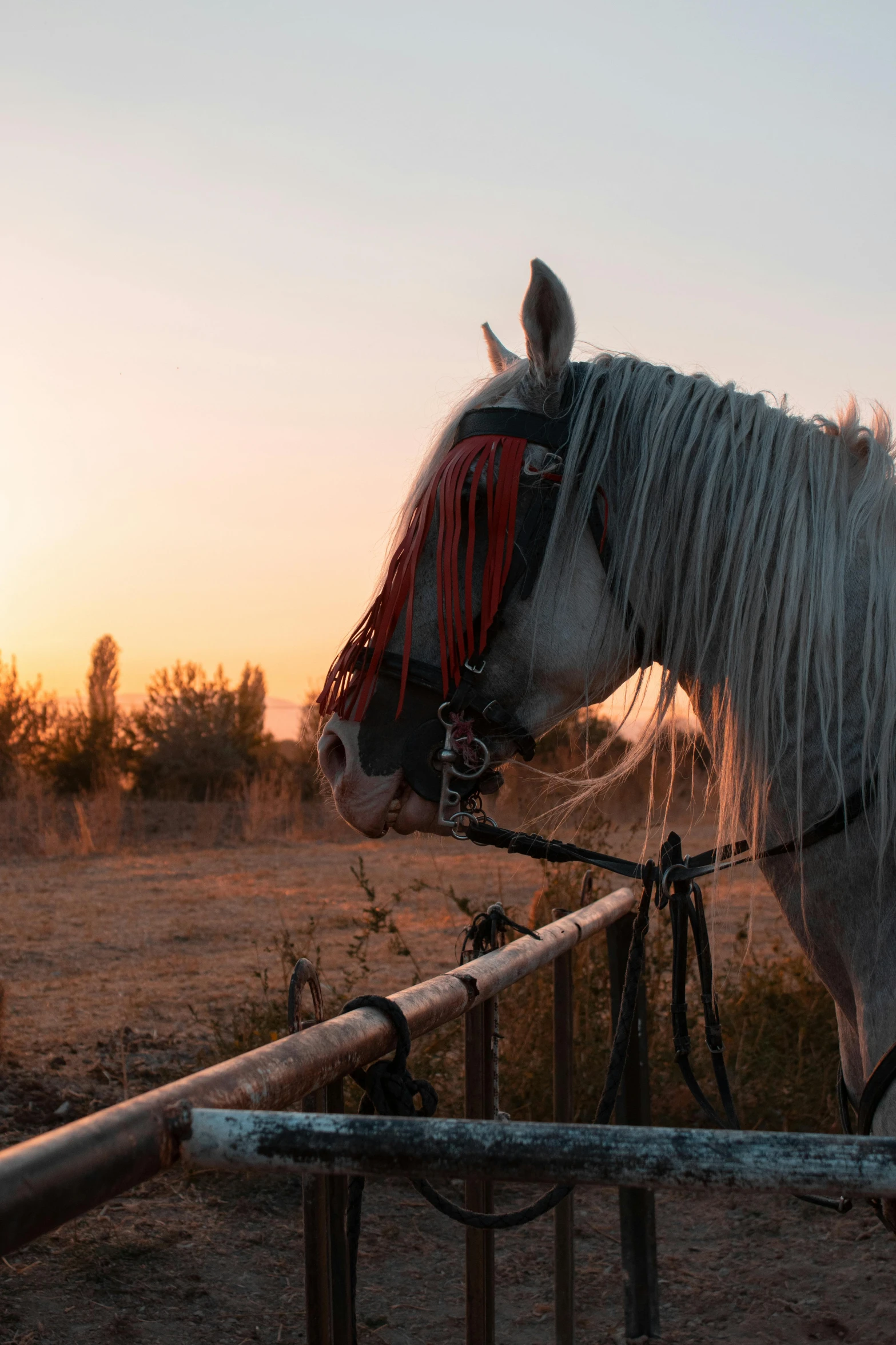 a horse with a red bridle looking out over a wooden fence