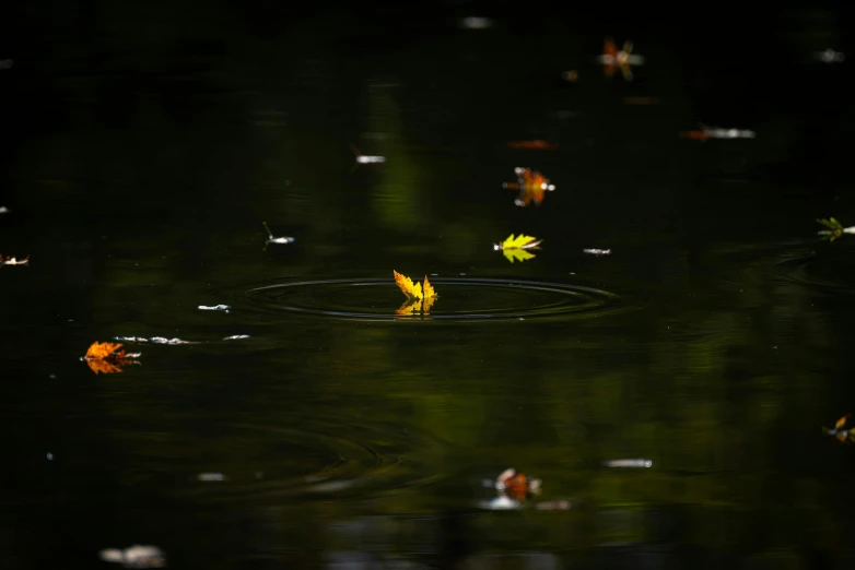 a pond filled with water covered in small leaf floating