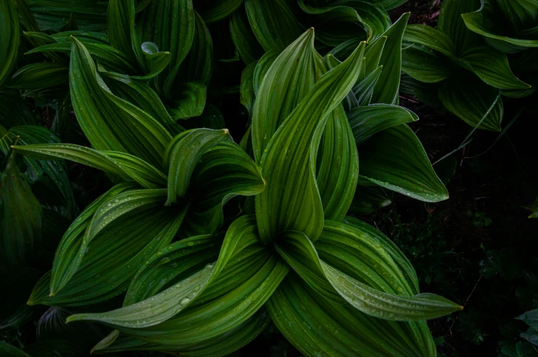 the plant with leaves are green and shiny