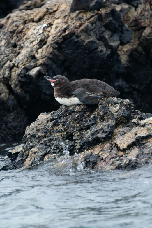 the small bird is perched on a rock by the water