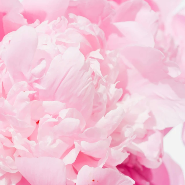 large pink flower with white center is being displayed