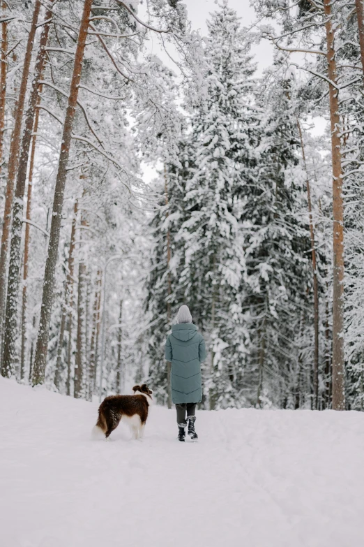 the person in a blue coat is with two dogs on the snow