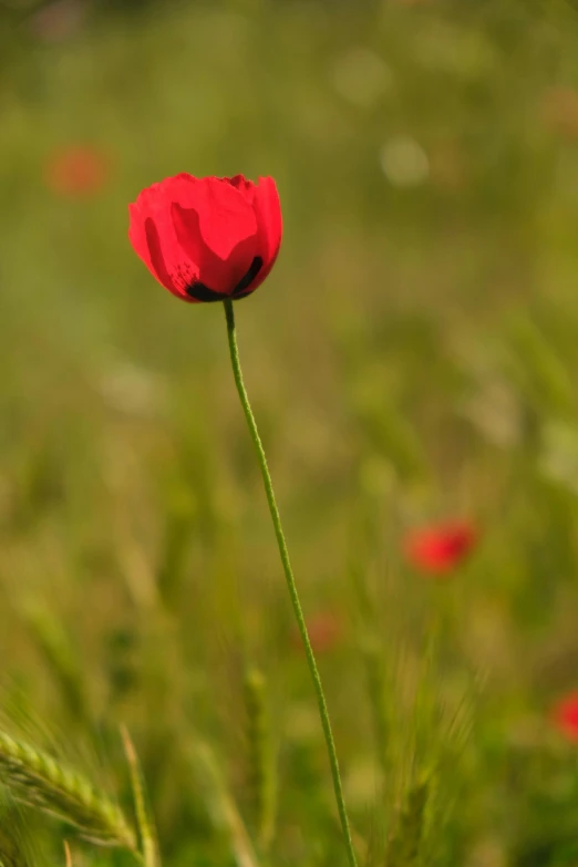 a red poppy in a field of green grass