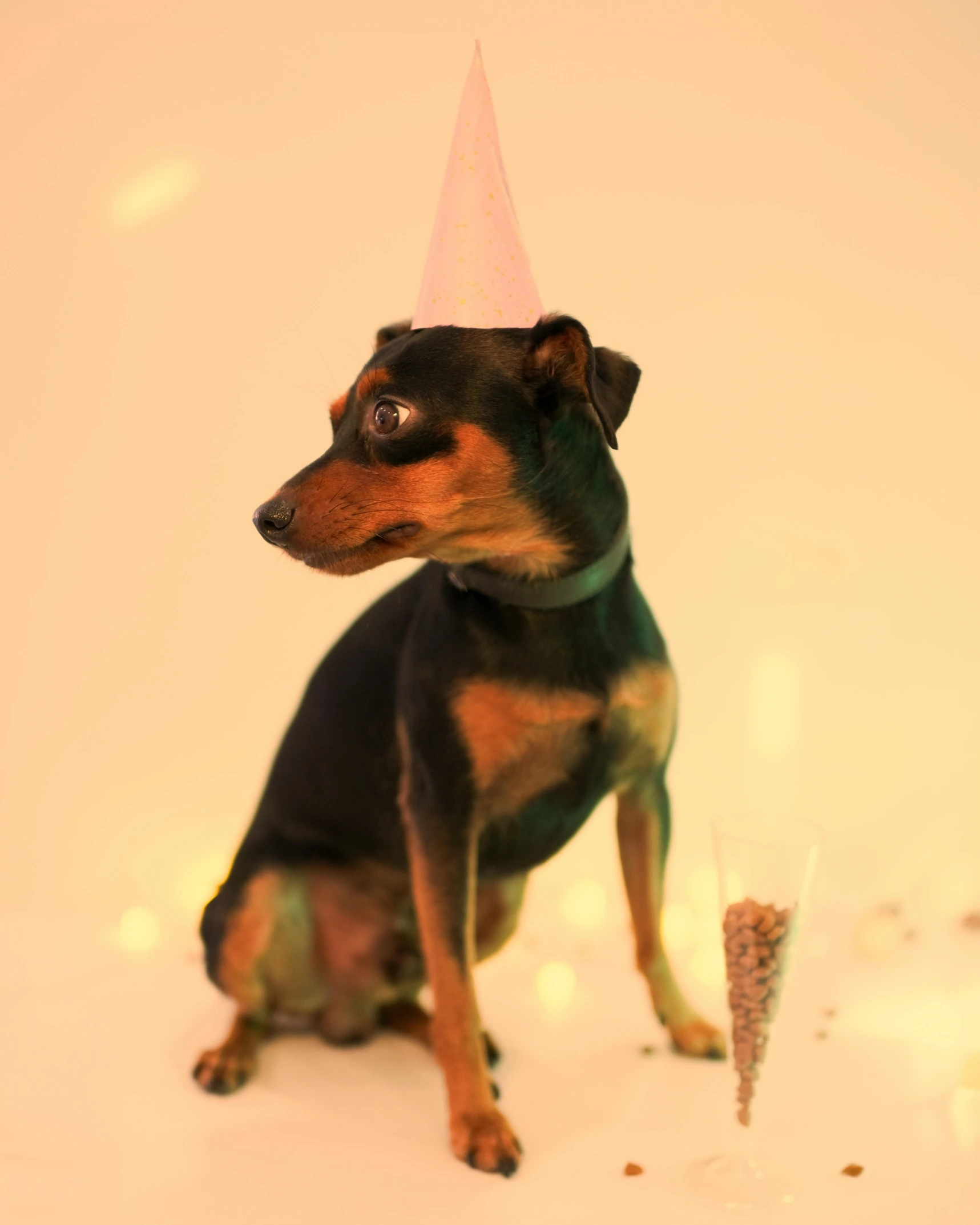 dog sitting in snow, wearing party hat