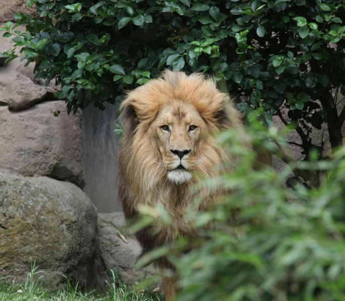 a close up of a maned animal near a plant