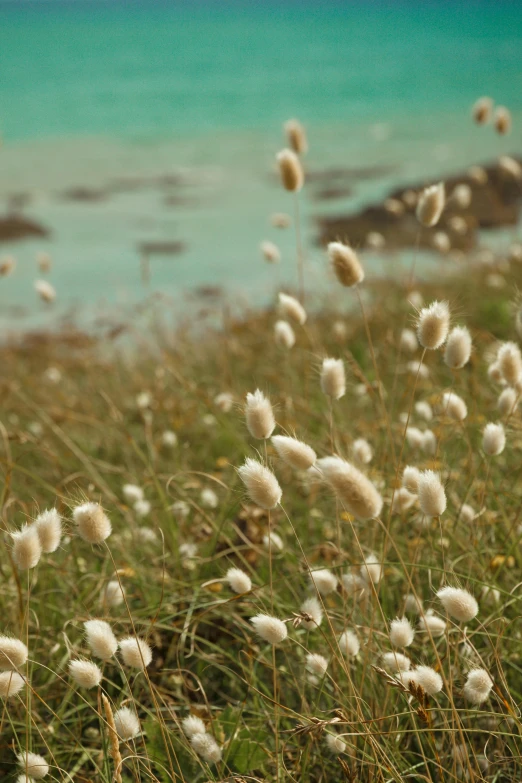 small white flowers near the beach by water