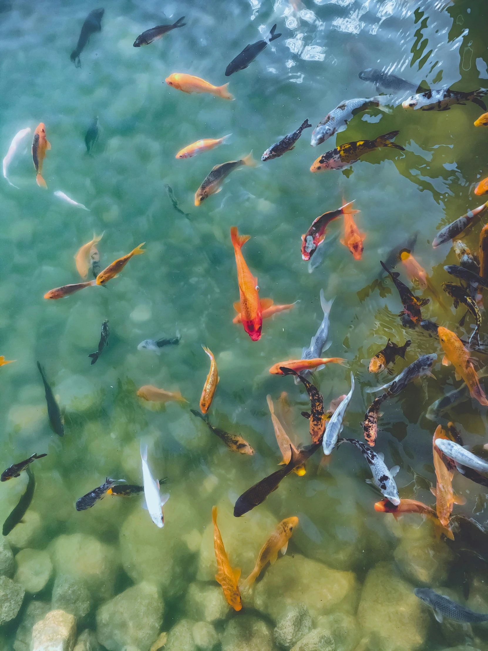 a group of fish in the water