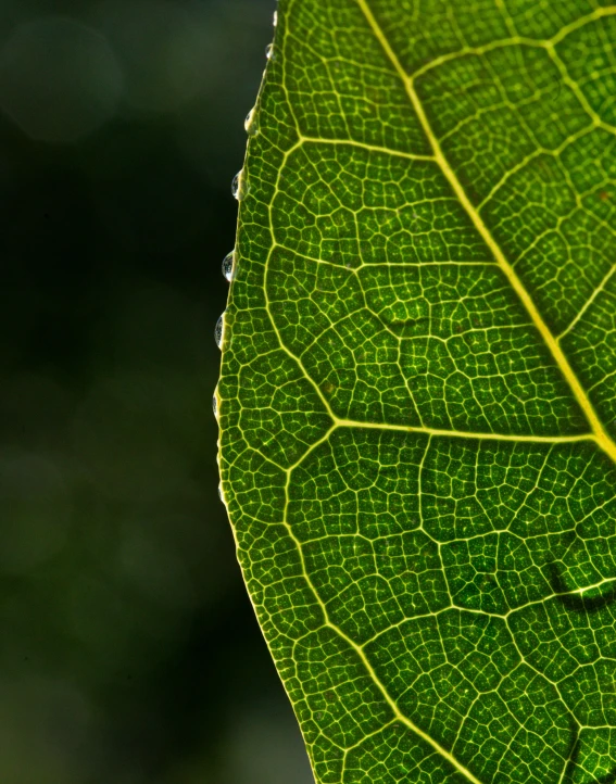 a leaf that is showing its green structure
