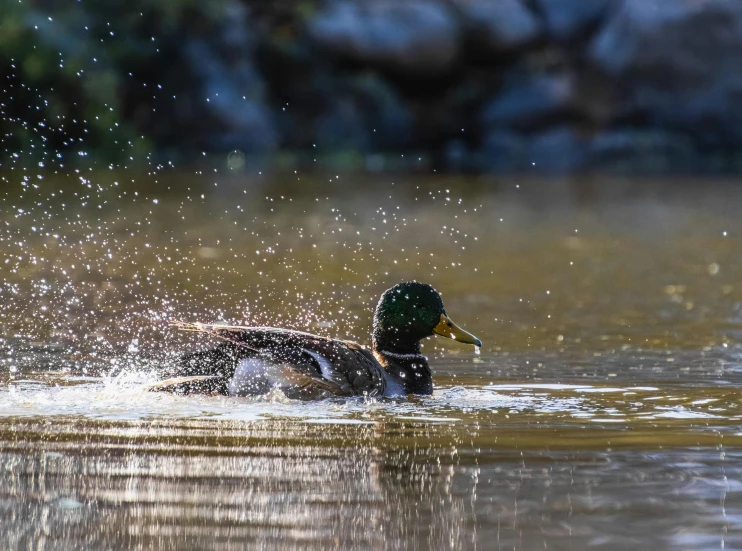 a brown duck swimming on top of a body of water