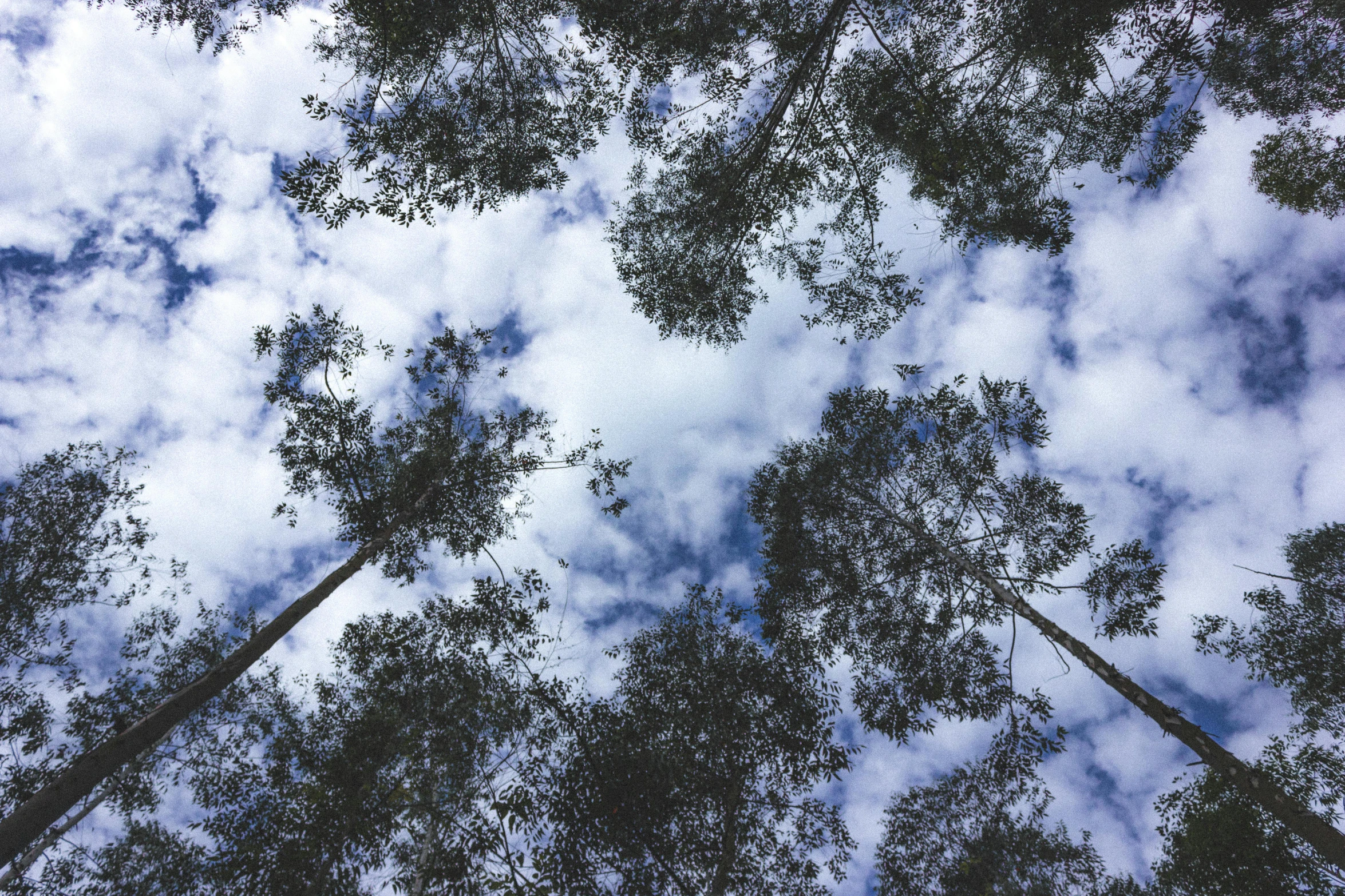 looking up at the underside of a group of trees