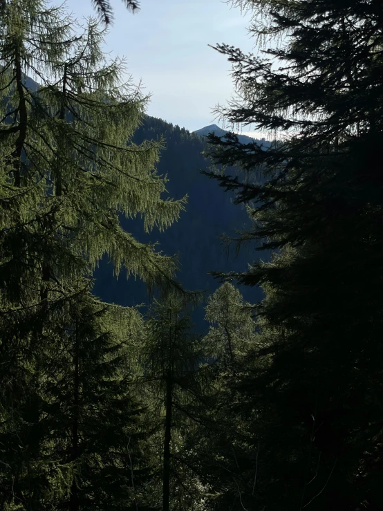 trees in the foreground, with mountains in the background