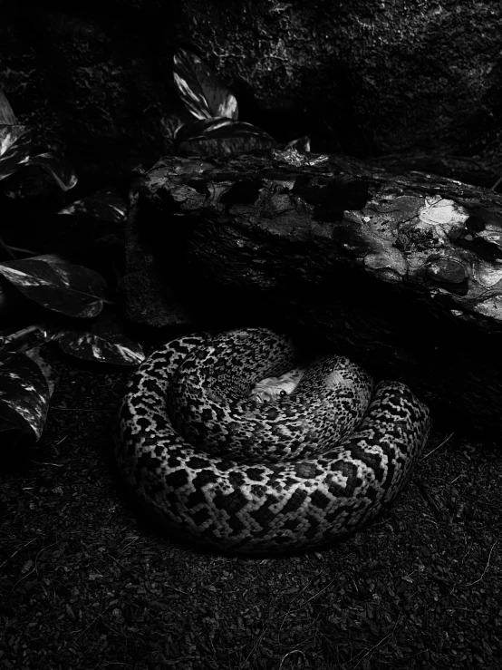 black and white image of snake on ground with rocks