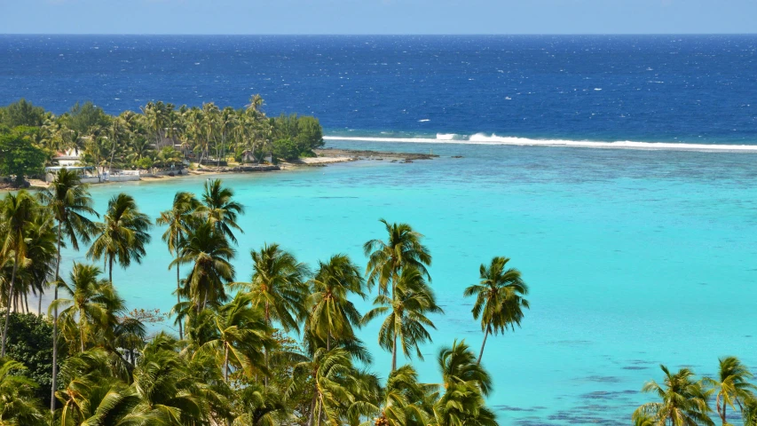 a sandy beach is lined with palm trees near the ocean