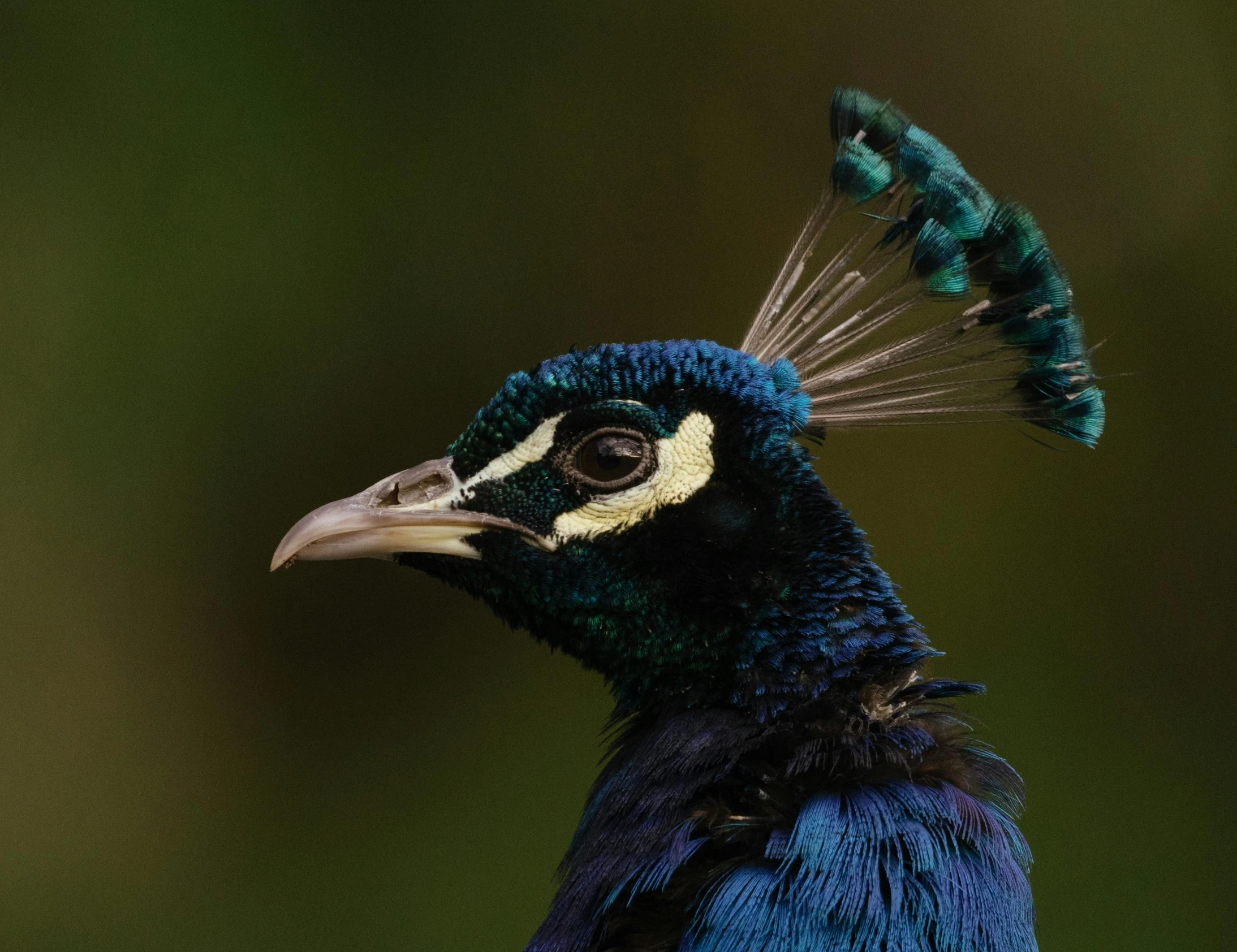 a peacock with white and blue feathers is standing