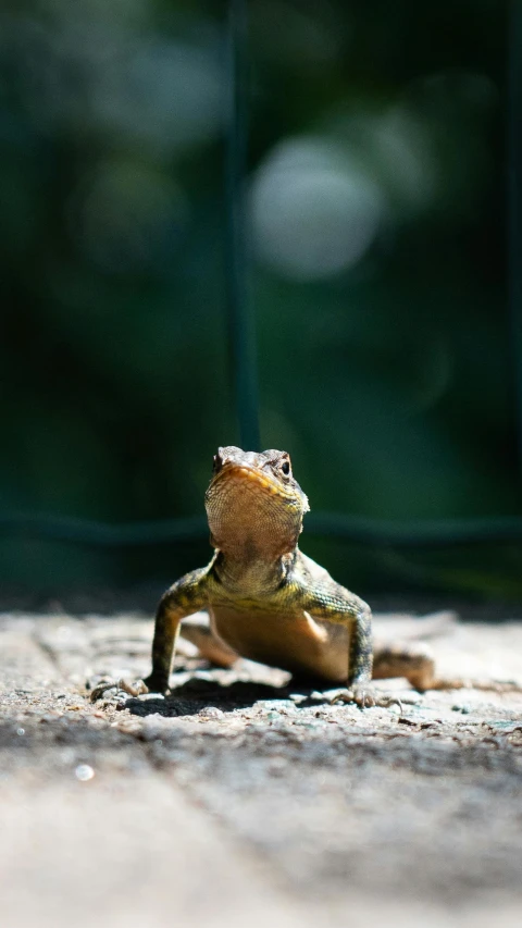 the brown and white lizard has large legs