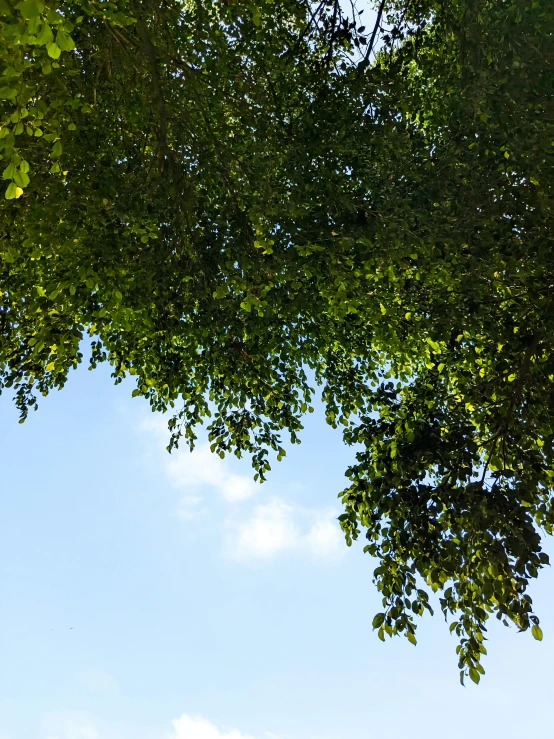 the top of a tree and some clouds in the sky