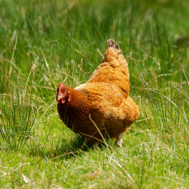 chicken in a grassy field scratching its head