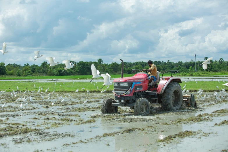 a man is driving a tractor in the mud with white birds flying overhead