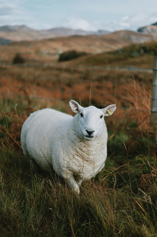 a sheep standing next to a fence in a field