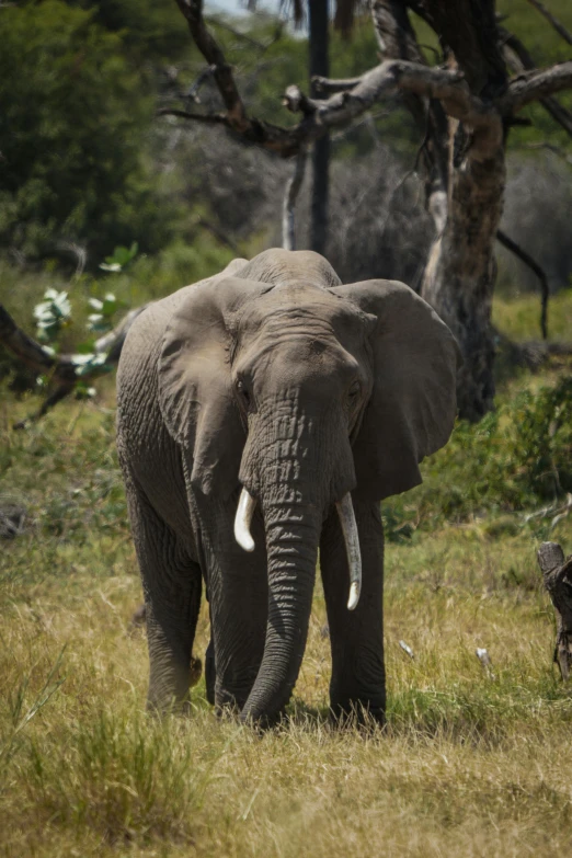 an elephant walking in the grass and trees