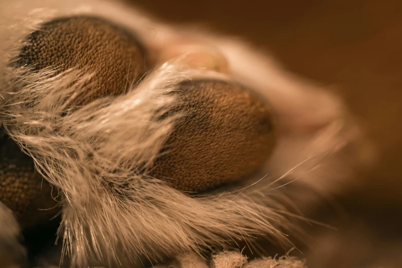 the fuzzy fur on the bear's paw are looking like it has been wet