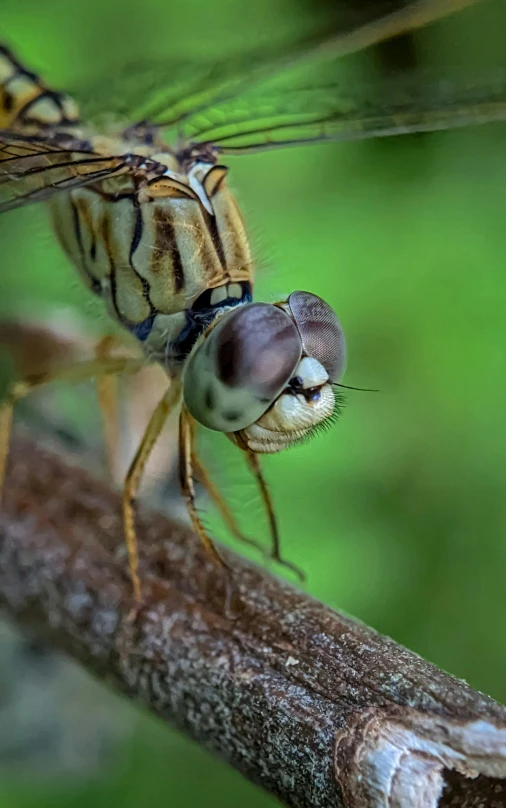 a small insect with large wings is sitting on a nch