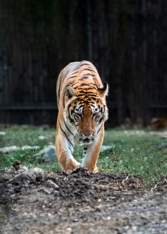 a tiger walking on the ground next to rocks