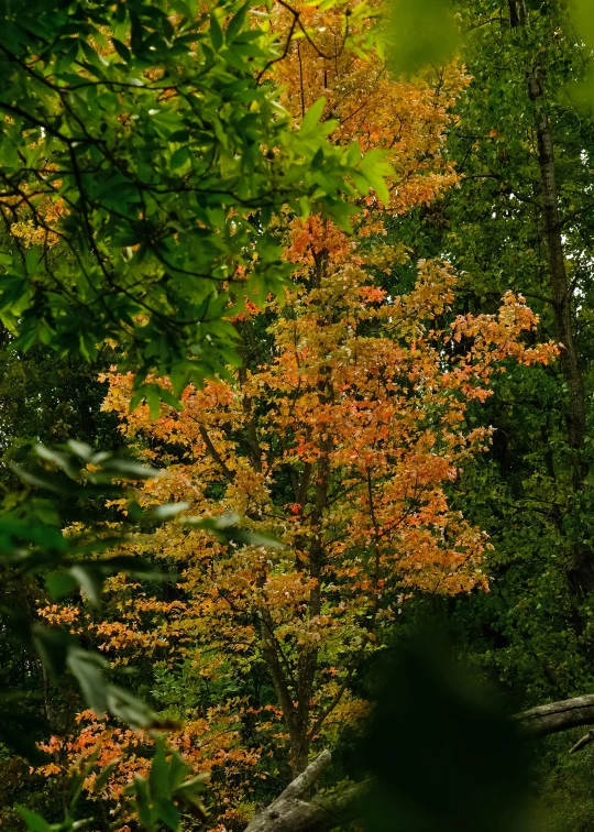 a large leafy tree sitting over the side of a road