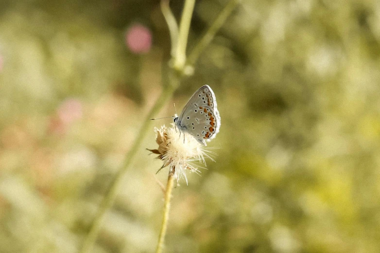 a close up of a white and gray erfly on a plant