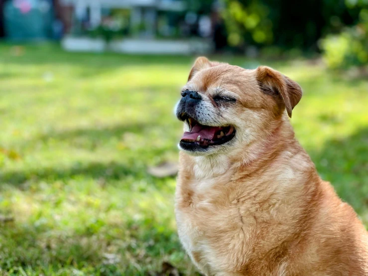 there is a dog sitting on the grass with it's tongue out