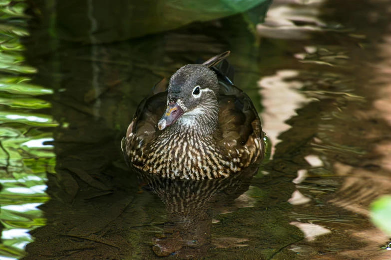 a close up of a duck standing in some water