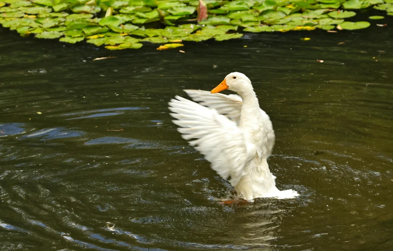 a duck swooping its wings in the water