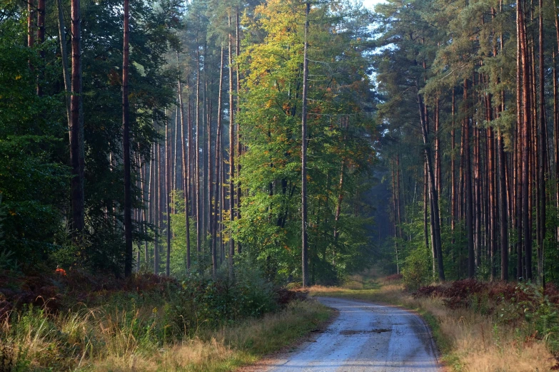 a dirt road in a forest with tall trees