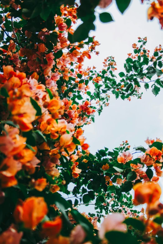 a view of the sky through trees full of flowers