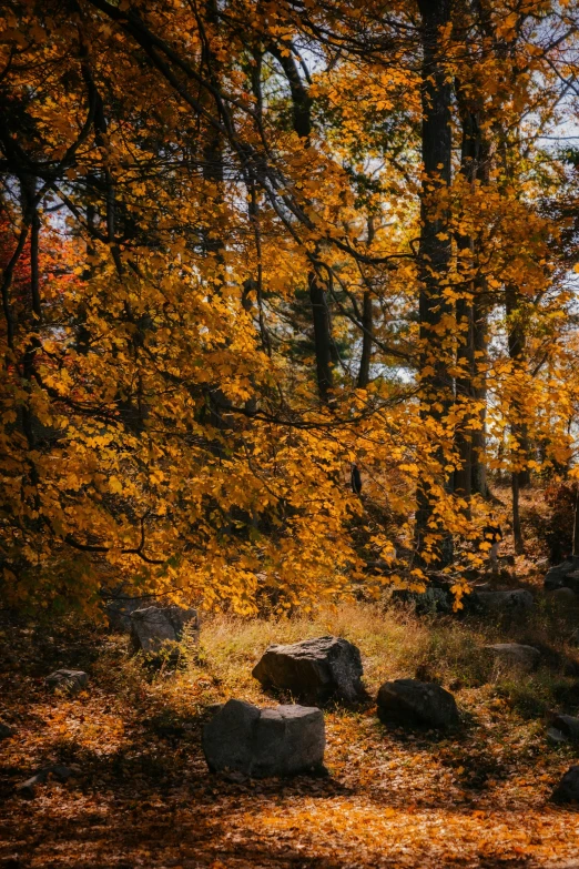 yellow foliage in the foreground is a standout of tree's