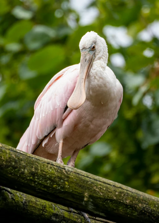 pink bird with long legs sitting on a nch