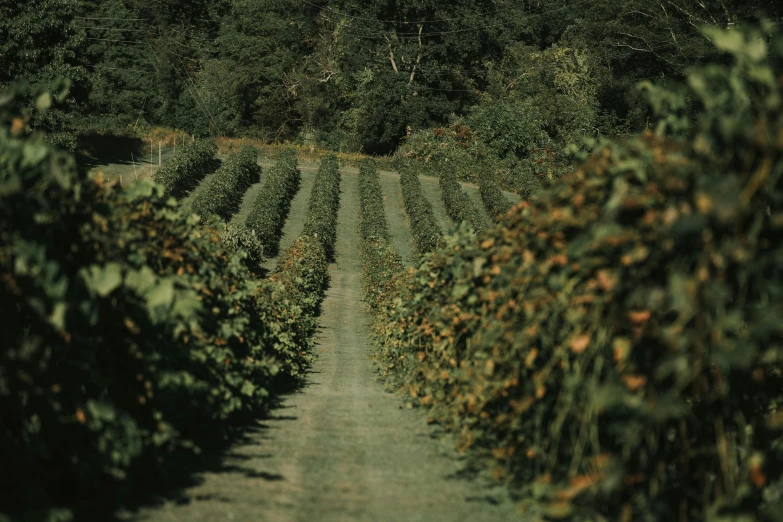 a road is covered by many thick bushes