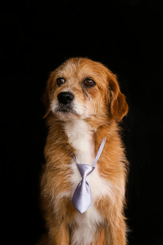 a dog is wearing a necktie in the dark