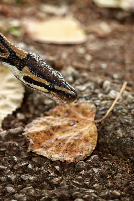 a small snake is eating on a leaf